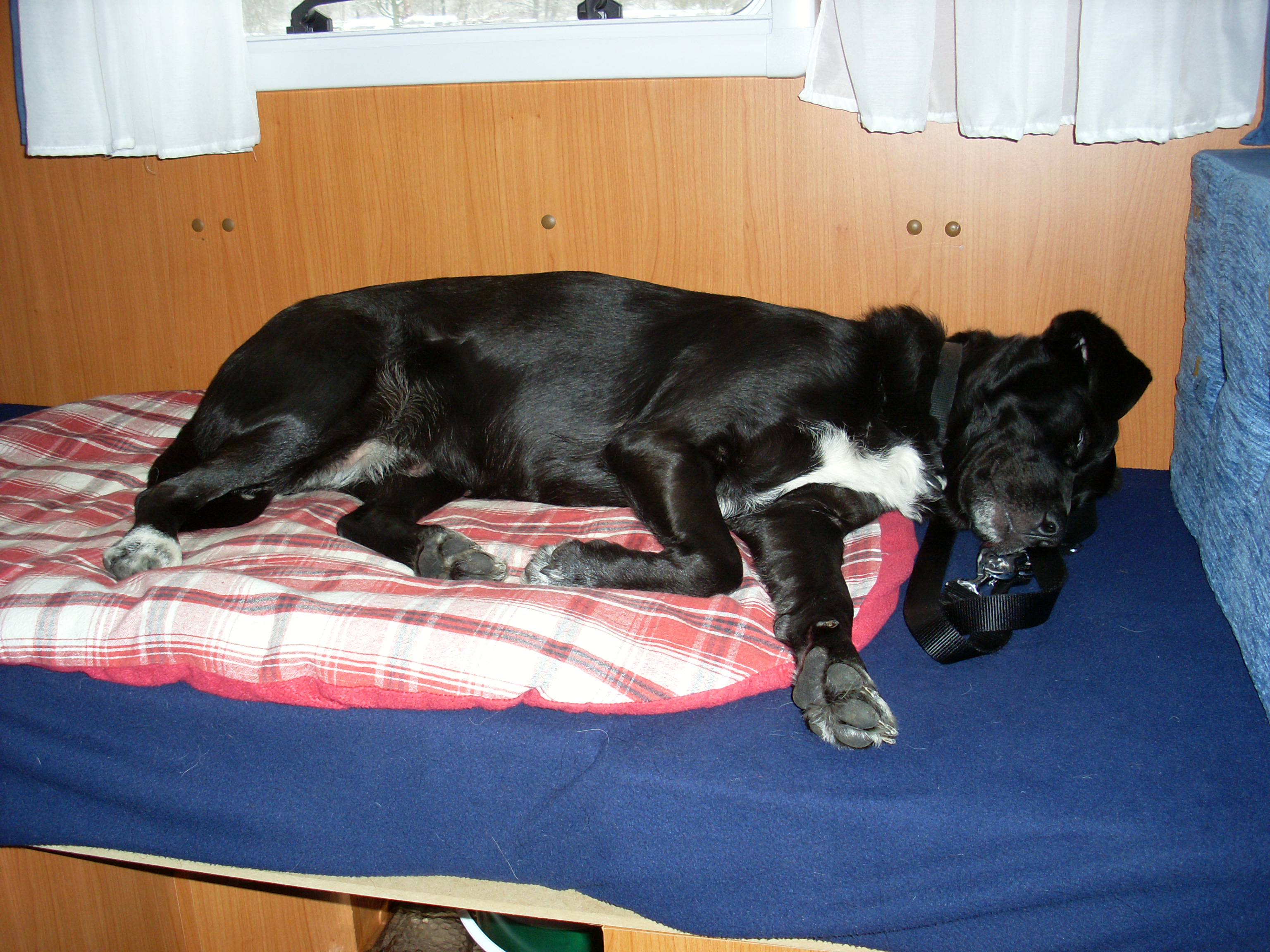 wo schläft der hund im wohnmobil