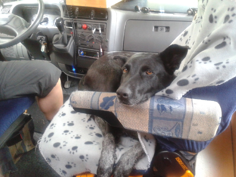 Wo schläft euer Wuff ? Wohnmobil Forum Seite 2