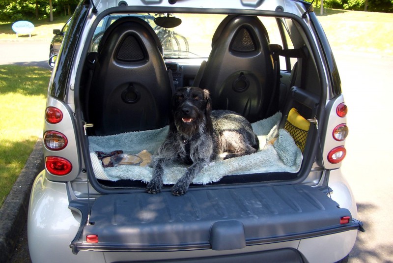 Fahren Hunde gerne im Wohnmobil ? Wohnmobil Forum Seite 2