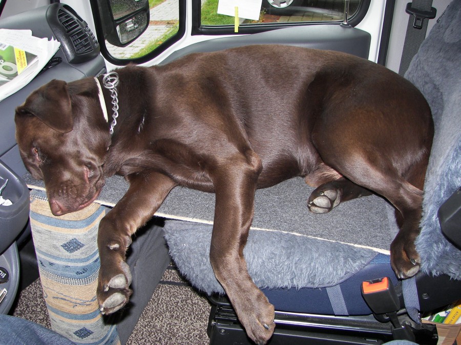 Wo schläft euer Wuff ? Wohnmobil Forum Seite 2