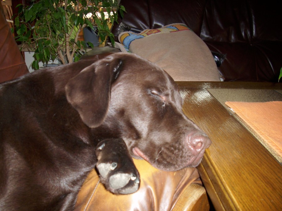 Wo schläft euer Wuff ? Wohnmobil Forum Seite 2