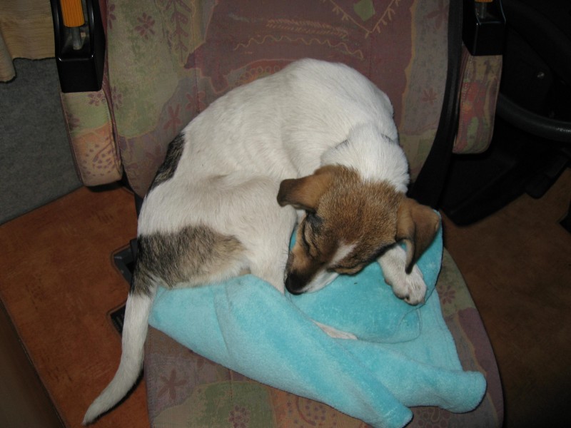 Wo schläft euer Wuff ? Wohnmobil Forum Seite 2