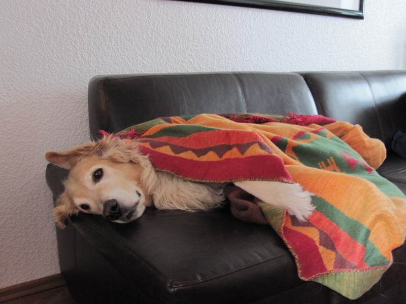 Wo schläft euer Wuff ? Wohnmobil Forum Seite 2