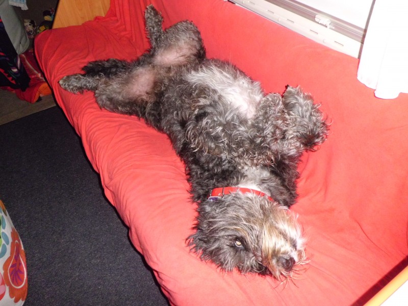 Wo schläft euer Wuff ? Wohnmobil Forum Seite 2