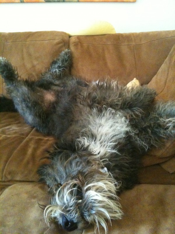 Wo schläft euer Wuff ? Wohnmobil Forum Seite 2