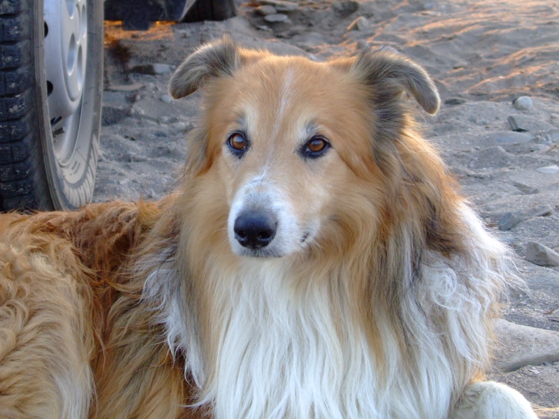 Warum es gut ist einen Hund zu haben&hellip;. Wohnmobil Forum Seite 1