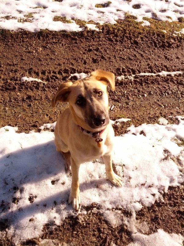 Warum es gut ist einen Hund zu haben&hellip;. Wohnmobil Forum Seite 1