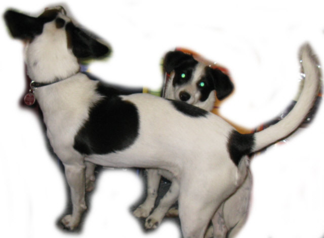 Zwei Hunde halten ? und im Womo ? Wohnmobil Forum